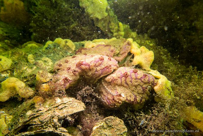 Gewone slingerzakpijp, Scharendijke 25-5-2014